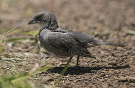 Common Diuca Finch