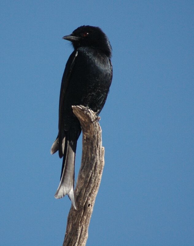 Fork-tailed Drongo