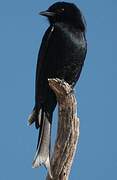 Fork-tailed Drongo