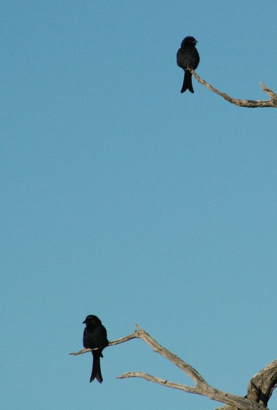 Fork-tailed Drongo