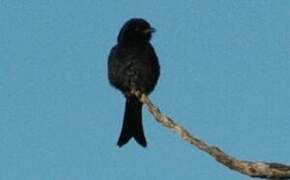 Fork-tailed Drongo