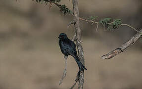 Fork-tailed Drongo