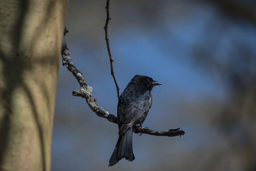 Fork-tailed Drongo