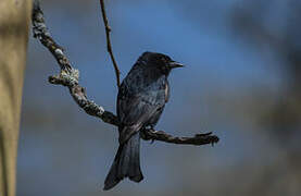 Fork-tailed Drongo