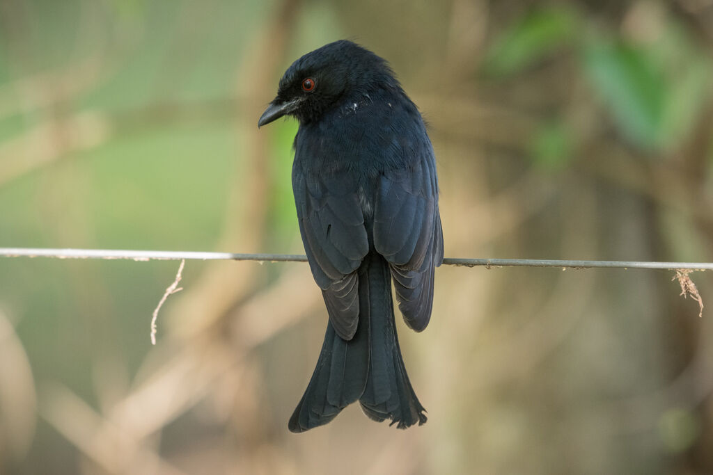 Fork-tailed Drongo