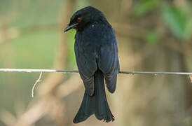 Fork-tailed Drongo