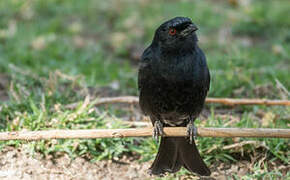 Fork-tailed Drongo