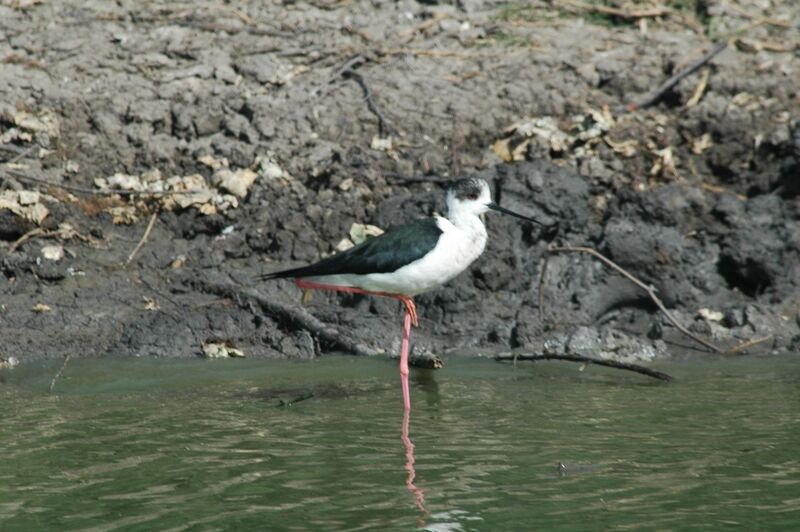 Black-winged Stilt