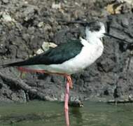 Black-winged Stilt