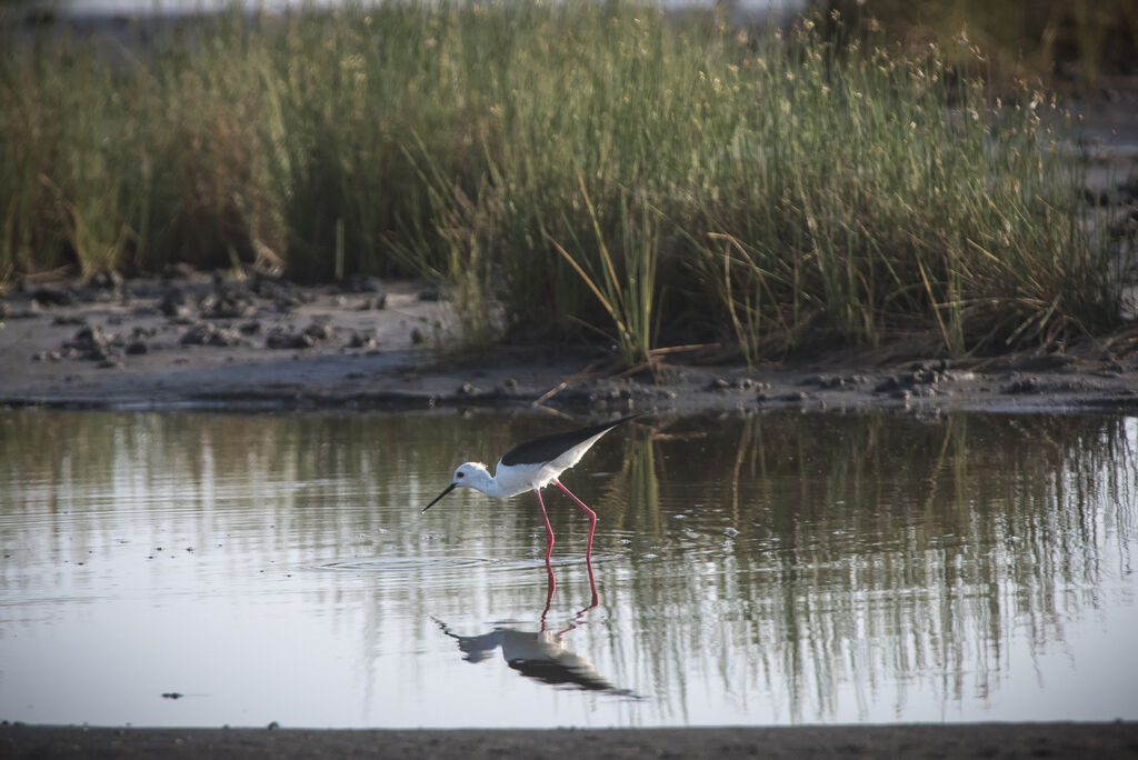 Black-winged Stilt