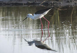 Black-winged Stilt