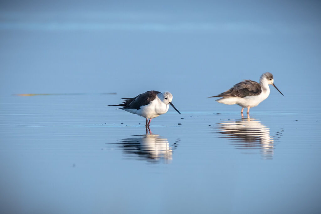 Black-winged Stilt