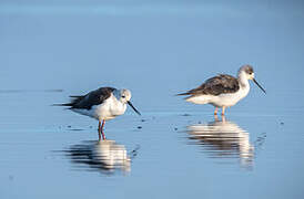 Black-winged Stilt