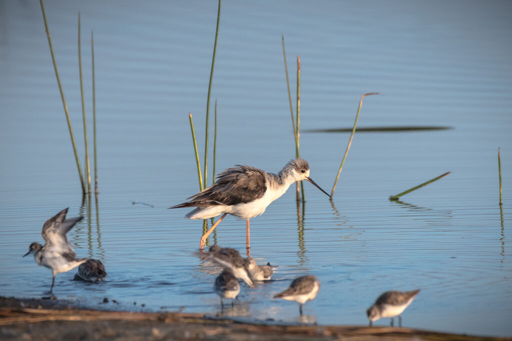 Black-winged Stilt