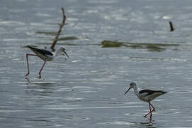 Black-winged Stilt