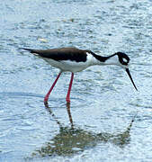 Black-necked Stilt