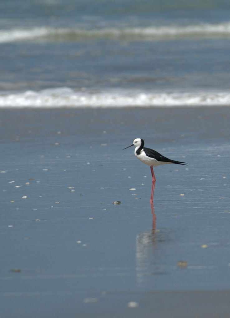 Pied Stilt