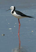 Pied Stilt