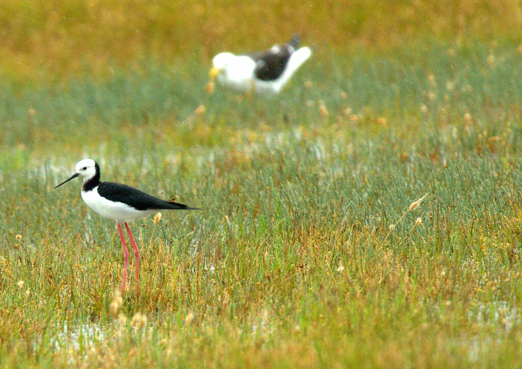 Pied Stilt