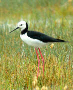 Pied Stilt