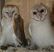 Western Barn Owl