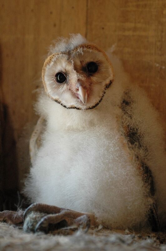 Western Barn Owljuvenile