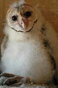 Western Barn Owl