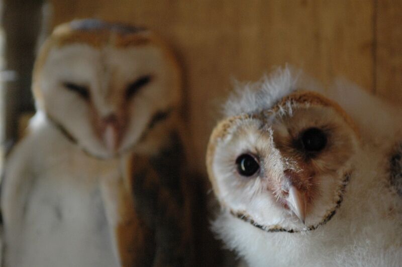 Western Barn Owl