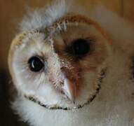 Western Barn Owl