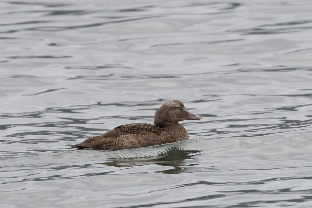 Eider à duvet