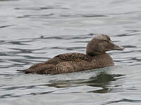 Eider à duvet