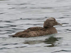 Common Eider