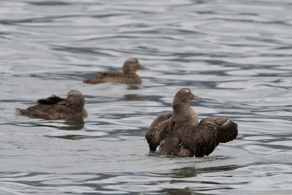 Common Eider