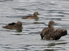 Eider à duvet