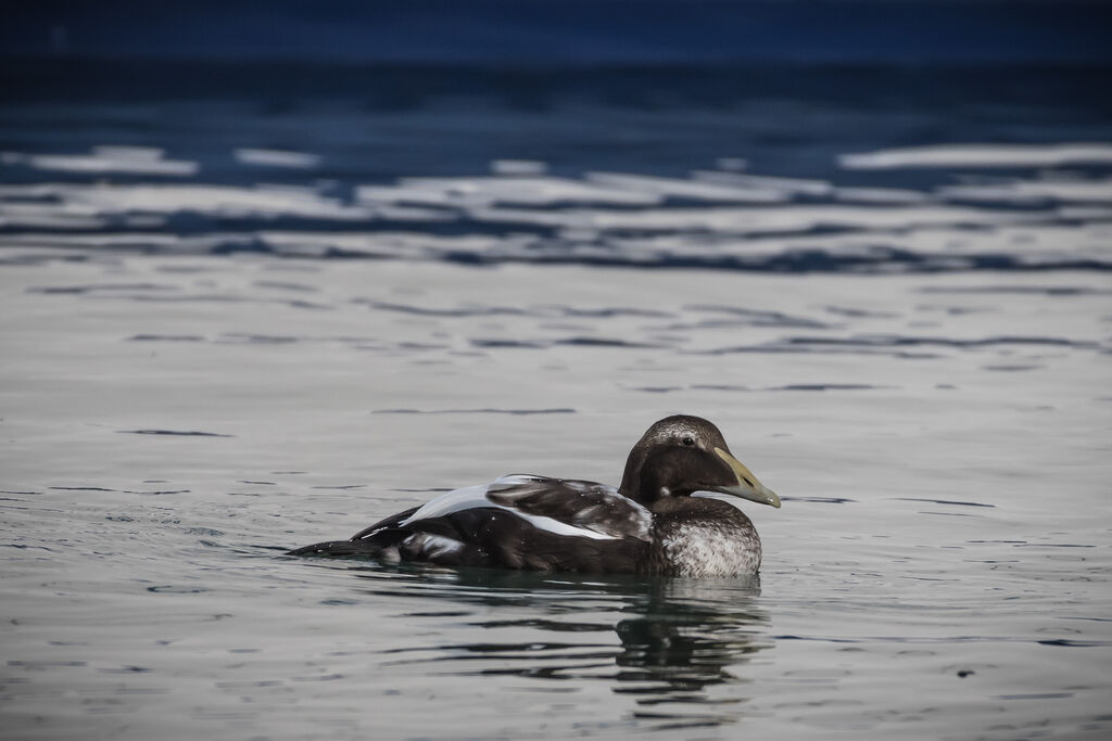 Eider à duvet