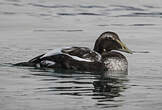 Eider à duvet