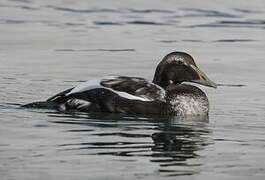 Common Eider