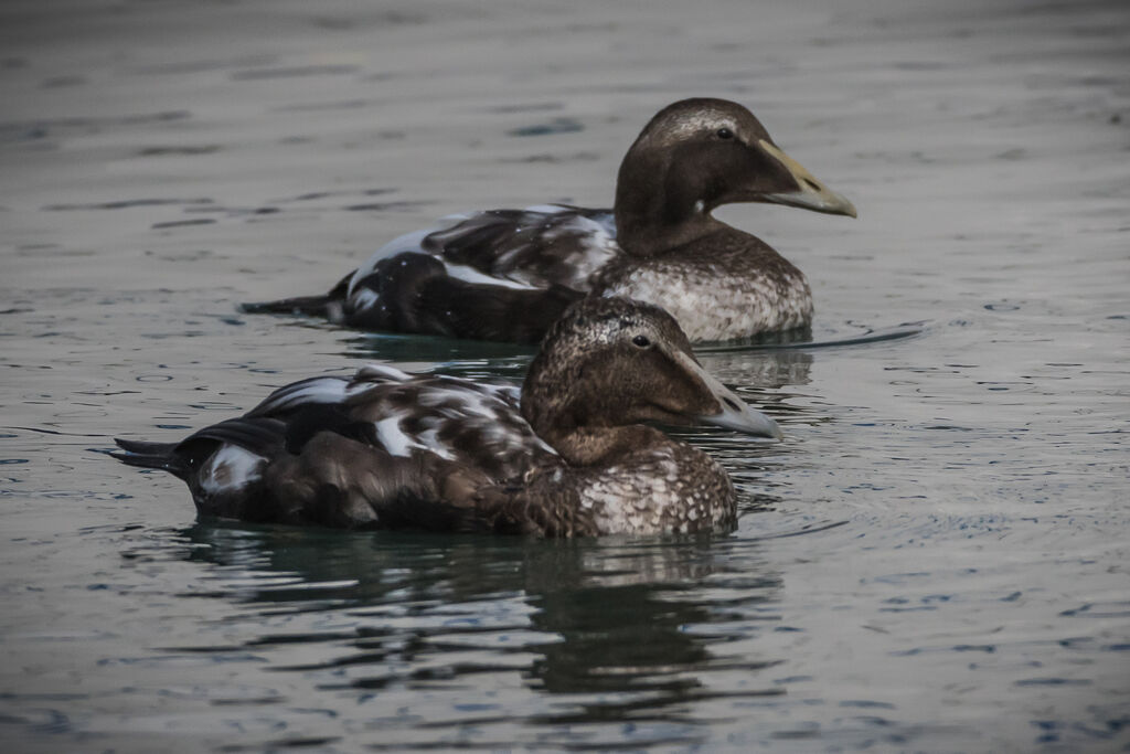 Common Eider