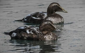 Eider à duvet