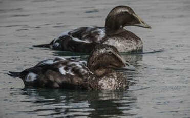 Eider à duvet