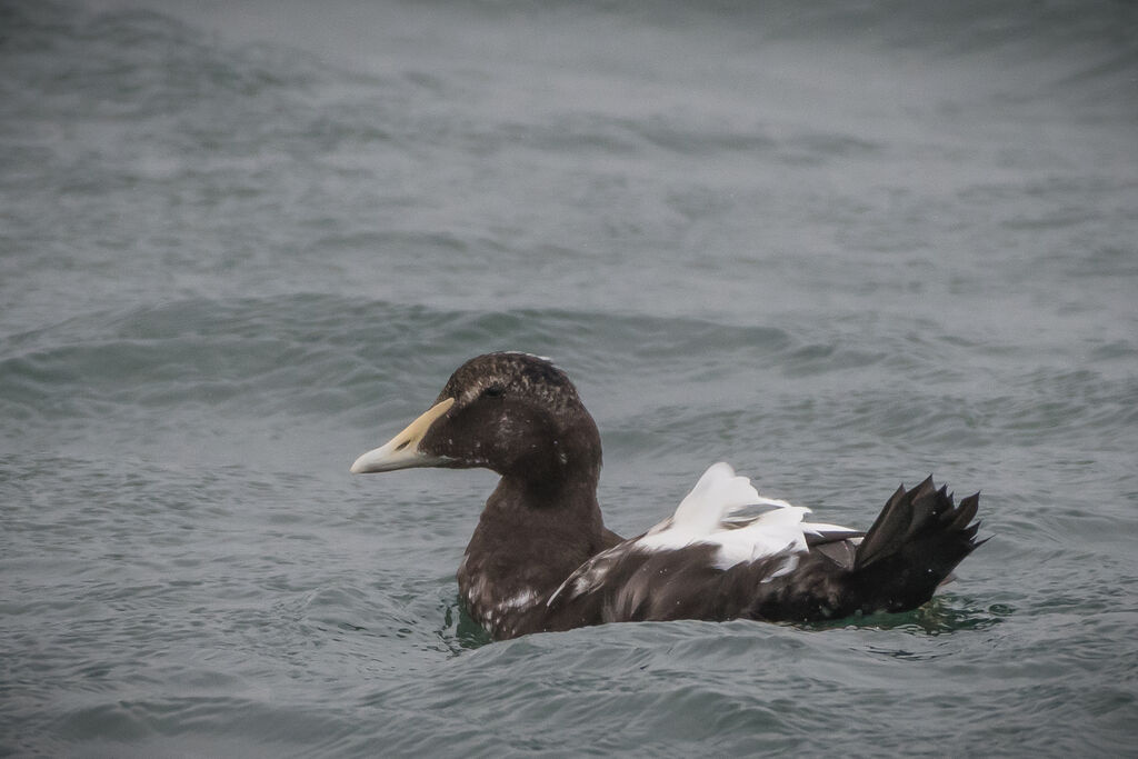 Eider à duvet