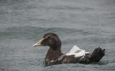 Eider à duvet