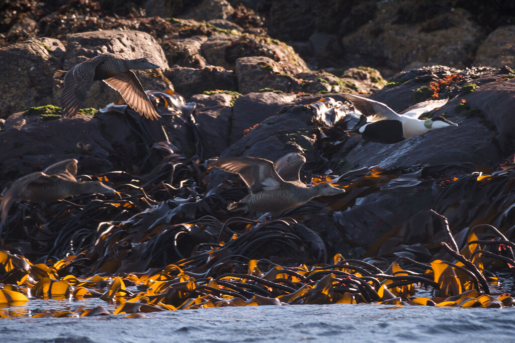 Eider à duvet, Vol