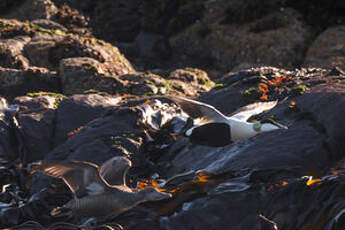 Eider à duvet