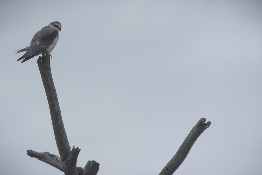 Black-winged Kite