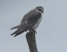 Black-winged Kite