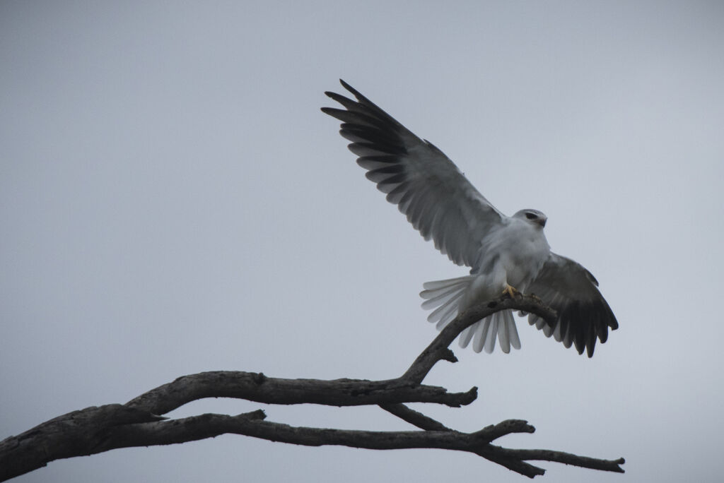 Black-winged Kite