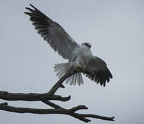 Black-winged Kite