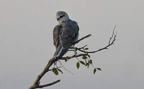 Black-winged Kite