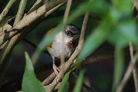 Grey-capped Warbler